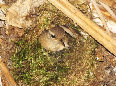 Střízlík obecný na hnízdě