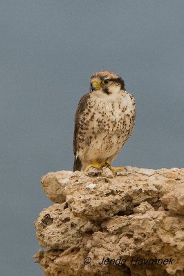 Falco biarmicus erlangeri