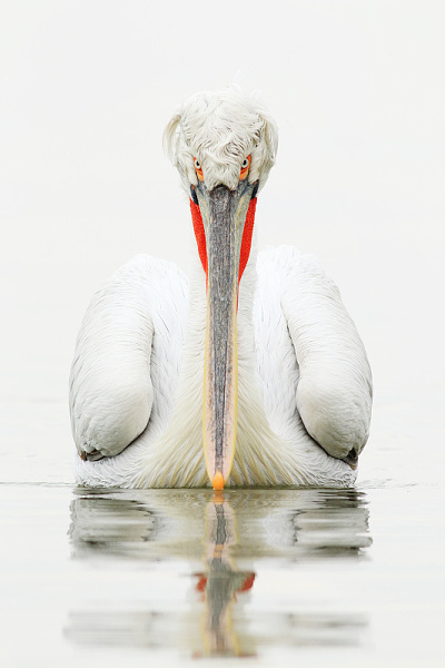 pelikán kadeřavý