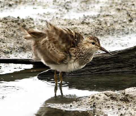 Calidris melanotos 2 480