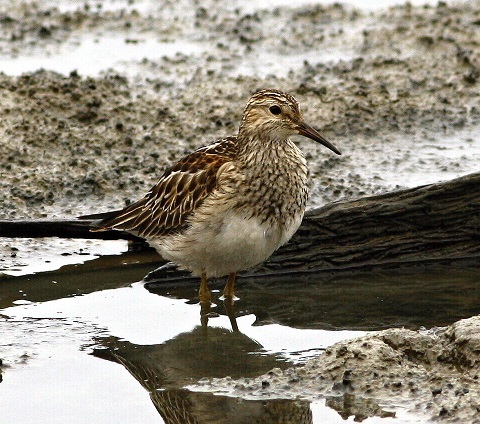 Calidris melanotos 3 480