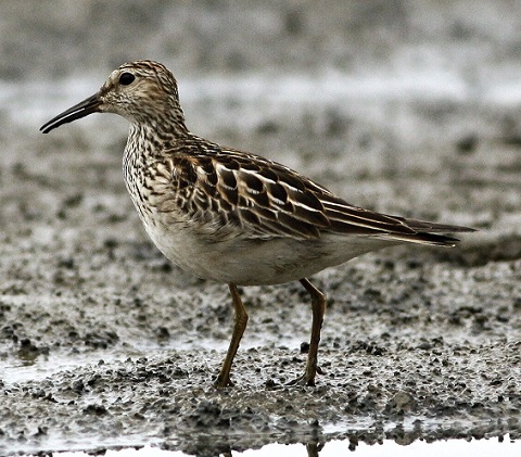 Calidris melanotos 4 480