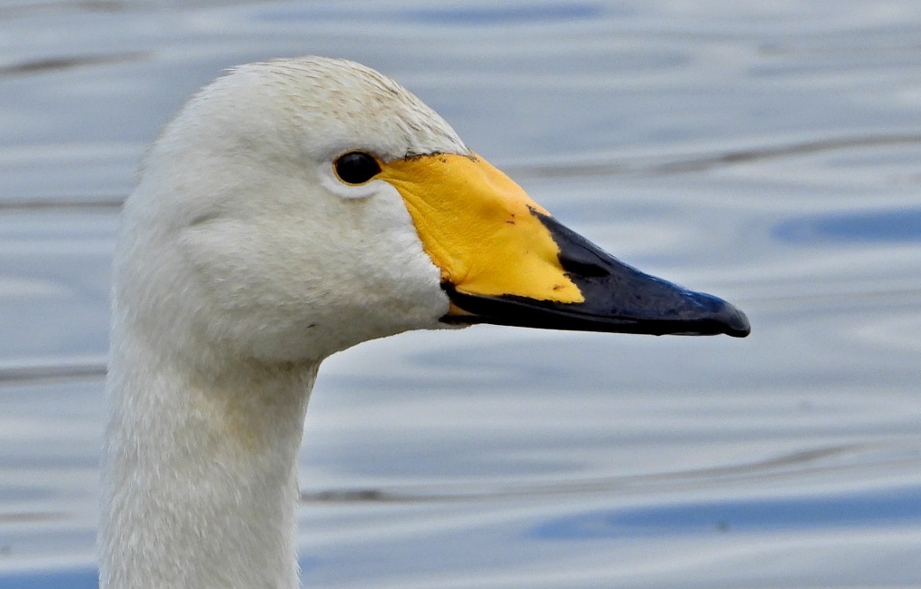 2019 foto Zdenek Nemecek