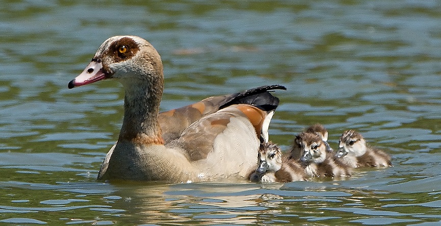 husice nilska foto J Havranek 865