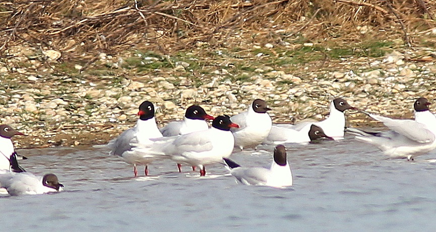 Racek cernohlavy Krcman 4.4.2016 865