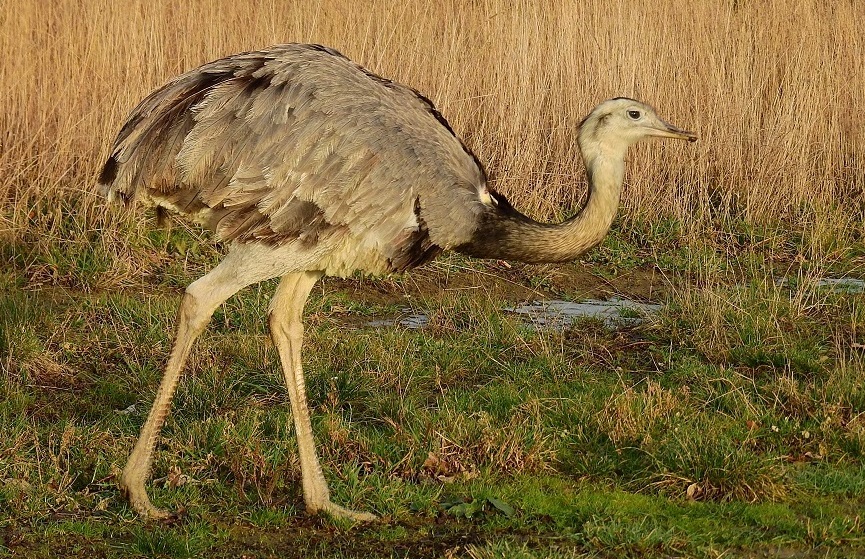 nandu p foto Jaroslav Vanek 865