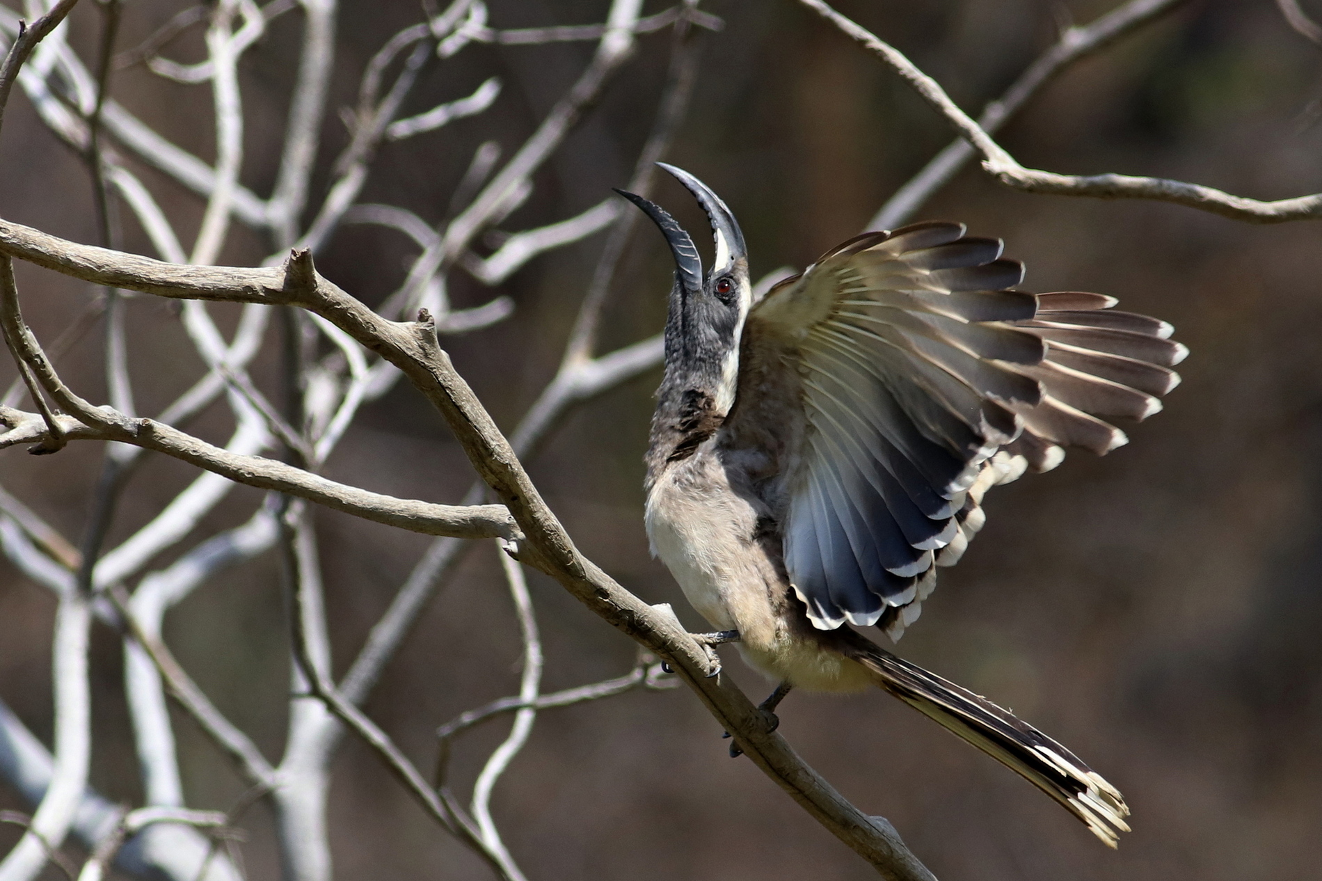 hornbil zm