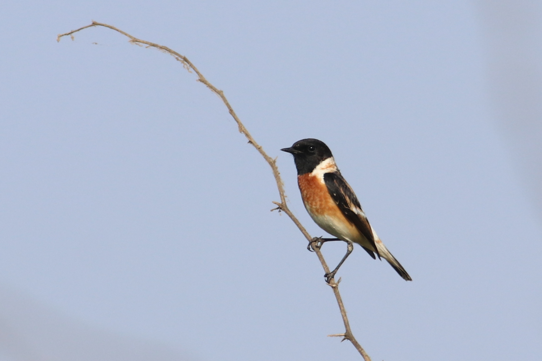 brambor sib