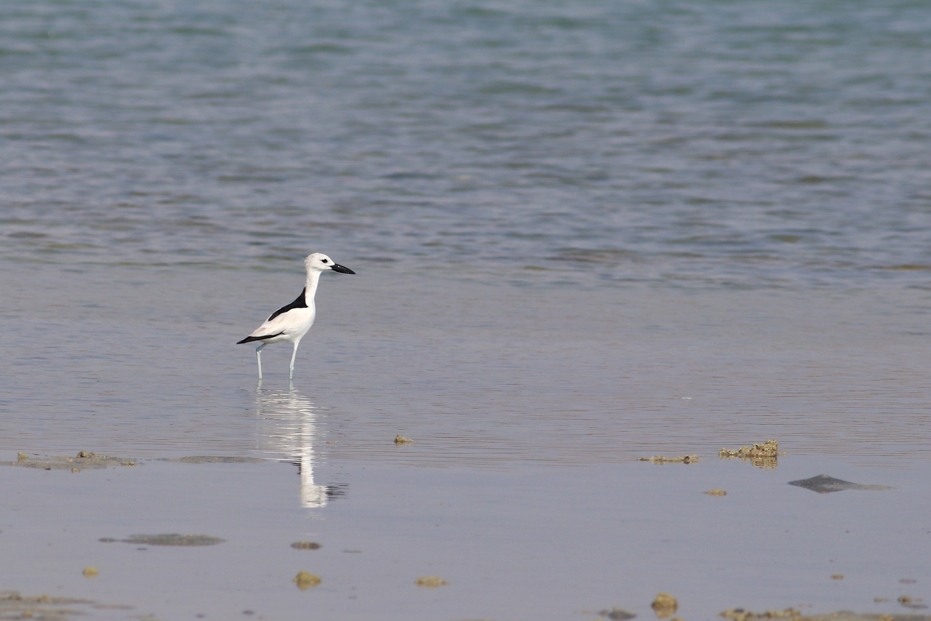 crab plover