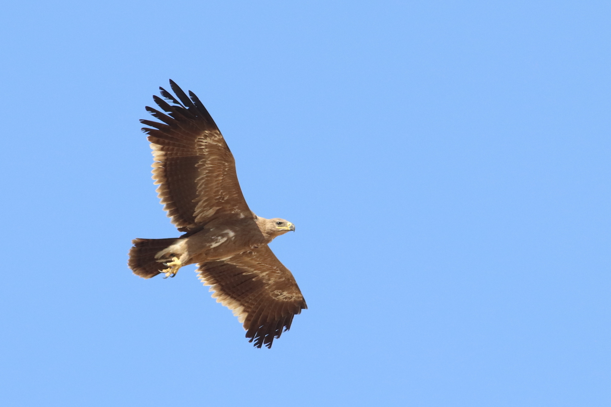 eagle 1