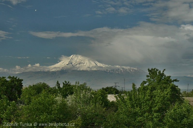 ararat