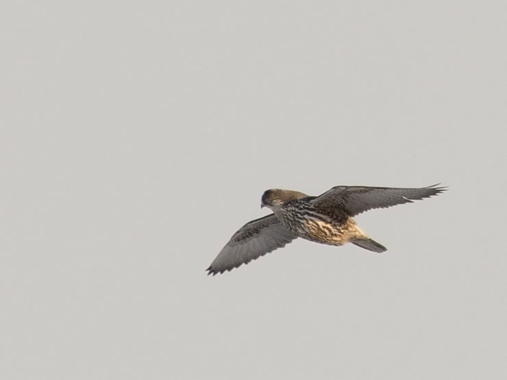 190302 Gyrfalcon J Simek