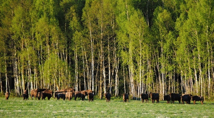 Aziory zapovednik