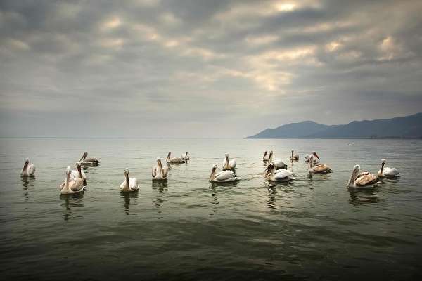 Pelikáni kadeřaví na jezeře Kerkini