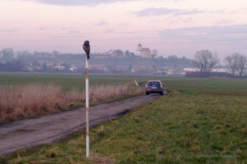 Sovice krahujová v krajině středního Polabí 6. 2. 2014 (foto: Zdeněk Souček)