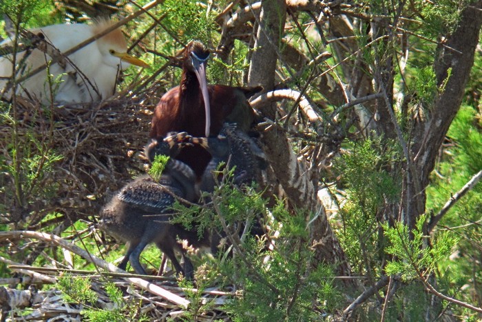 ibis malý