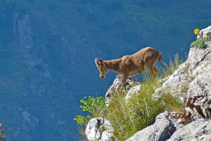 Kozorožec-Grazalema mal