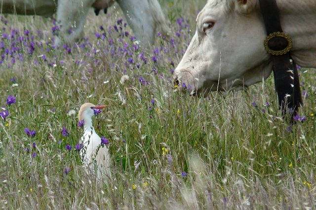 cattle upravený-12