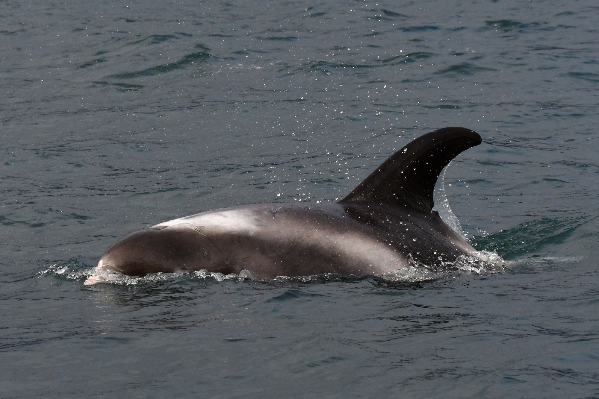 DSC 4110ww