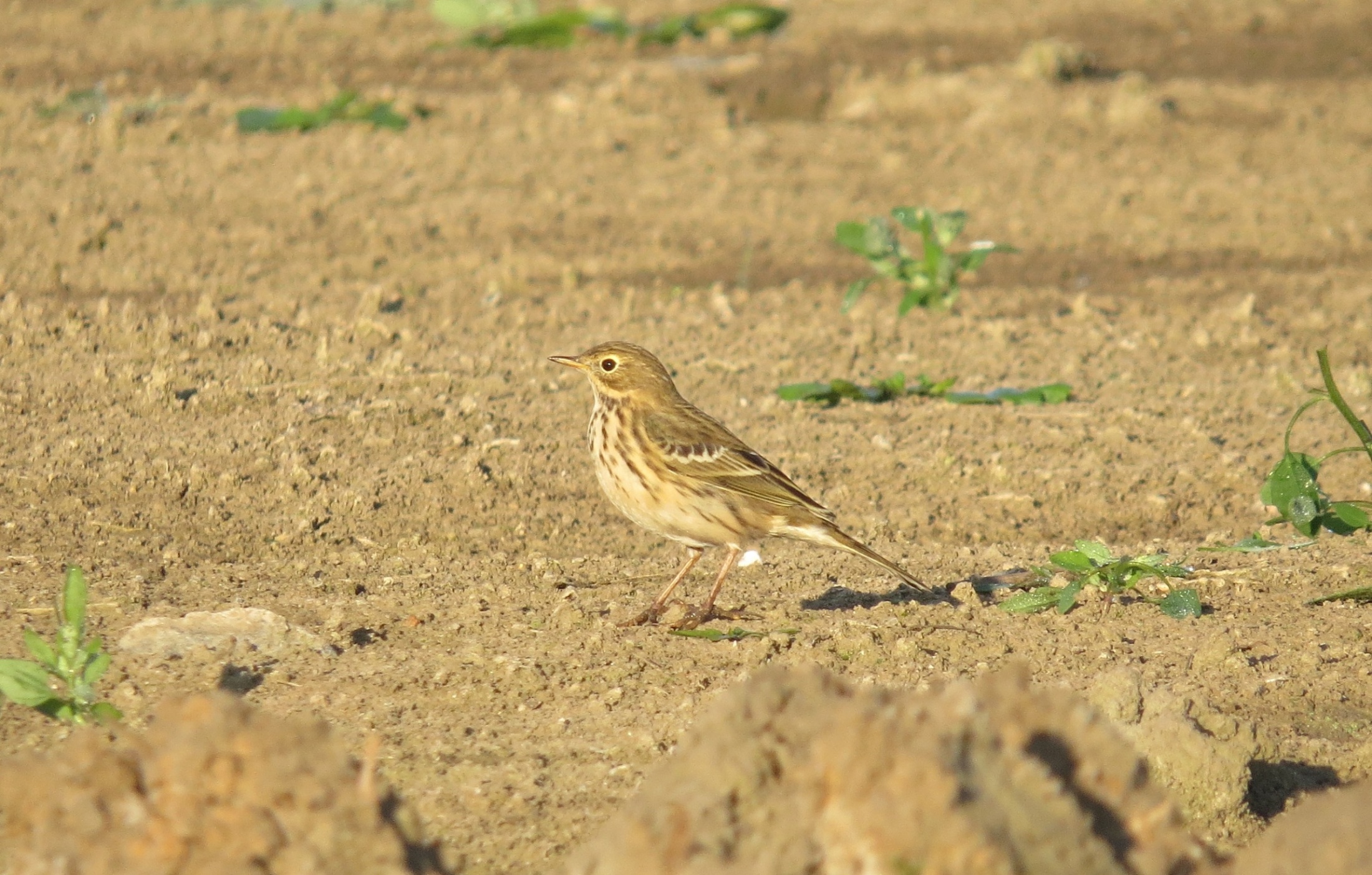 Jedna z lindušek lučních (Anthus pratensis).