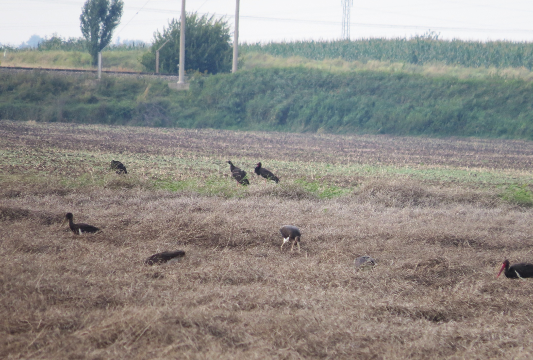 Zatím nejvyšší počet čápů černých (Ciconia nigra).