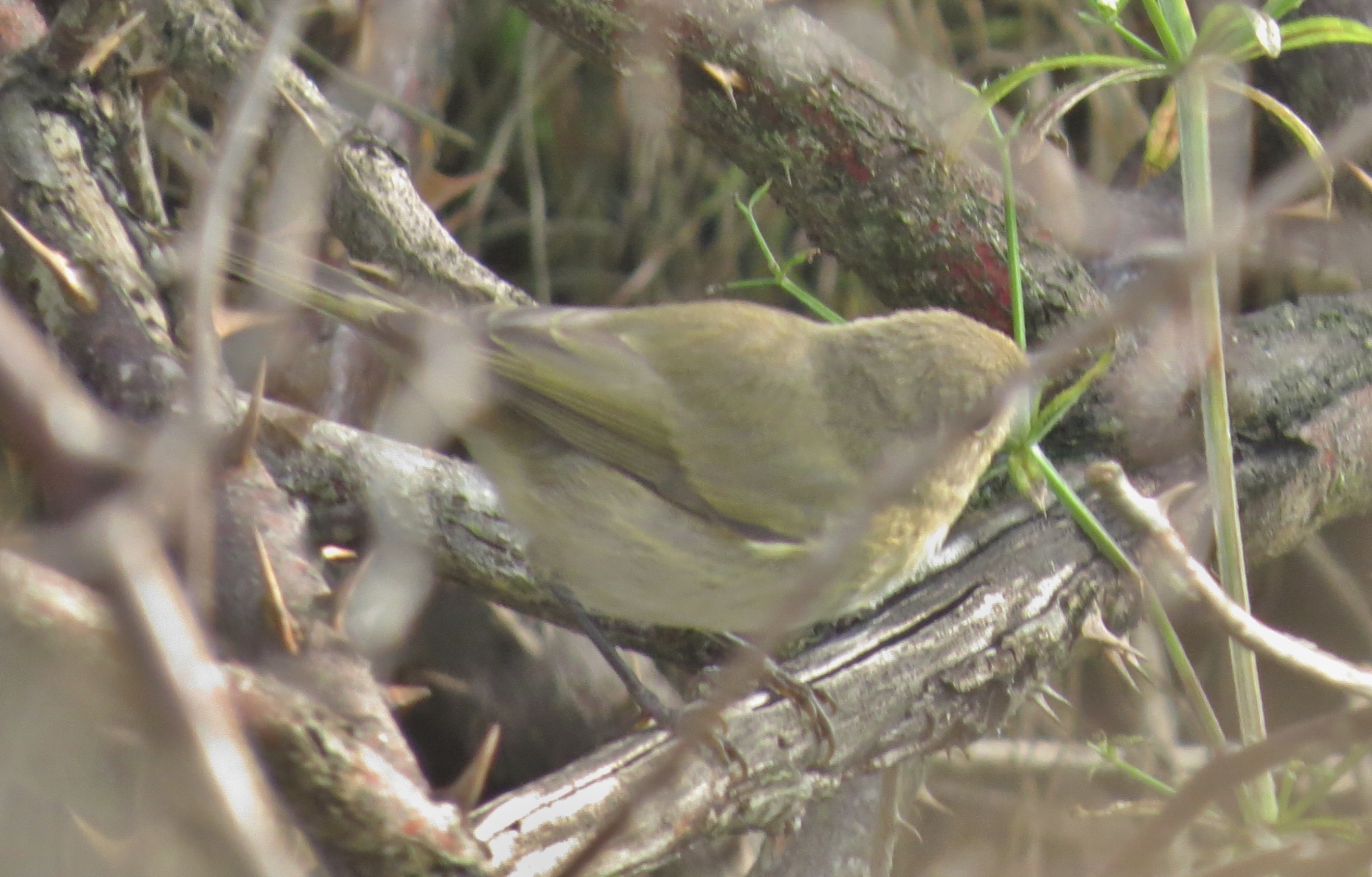 „Jiný“ budníček menší (Phylloscopus collybita ssp..?), velice světlý a hlasitý.