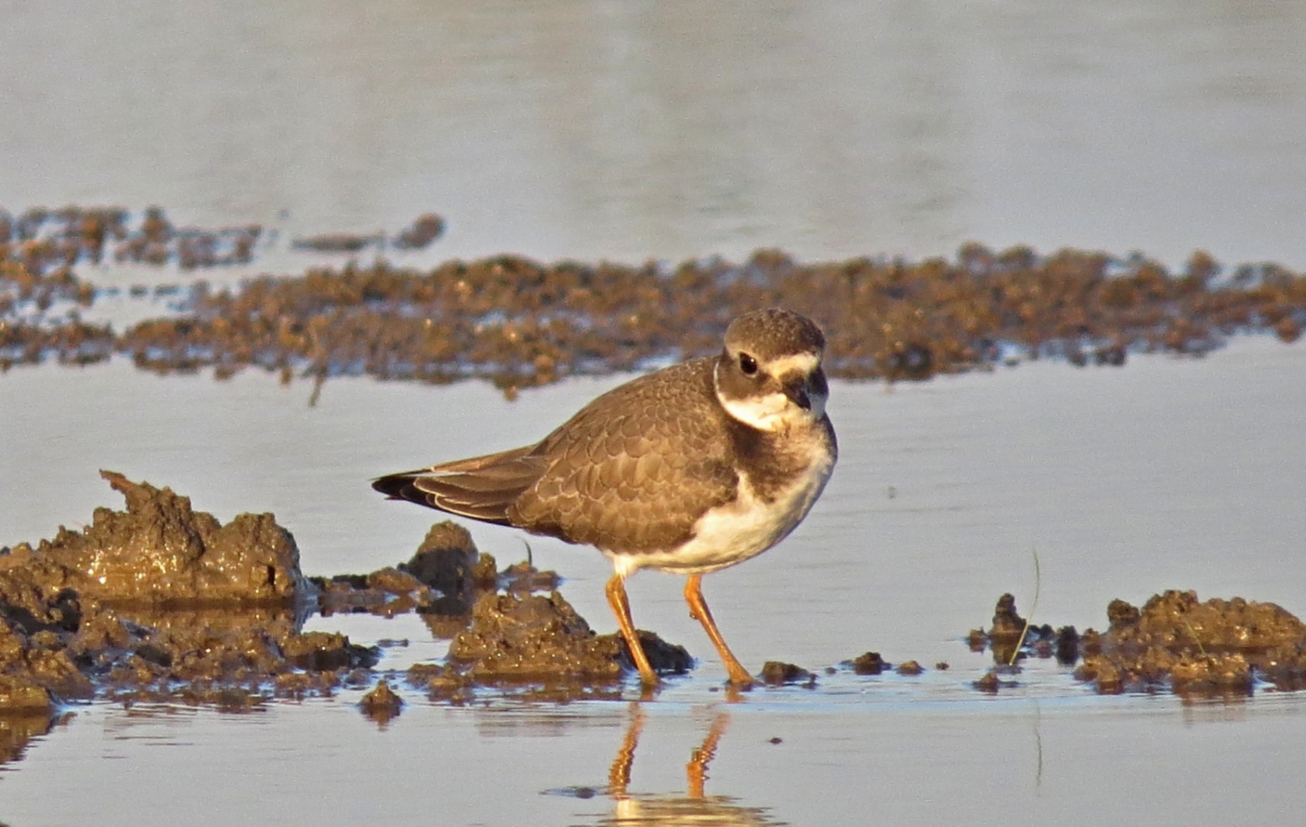 Kulík písečný (Charadrius hiaticula) byl jediným sedícím bahňákem.