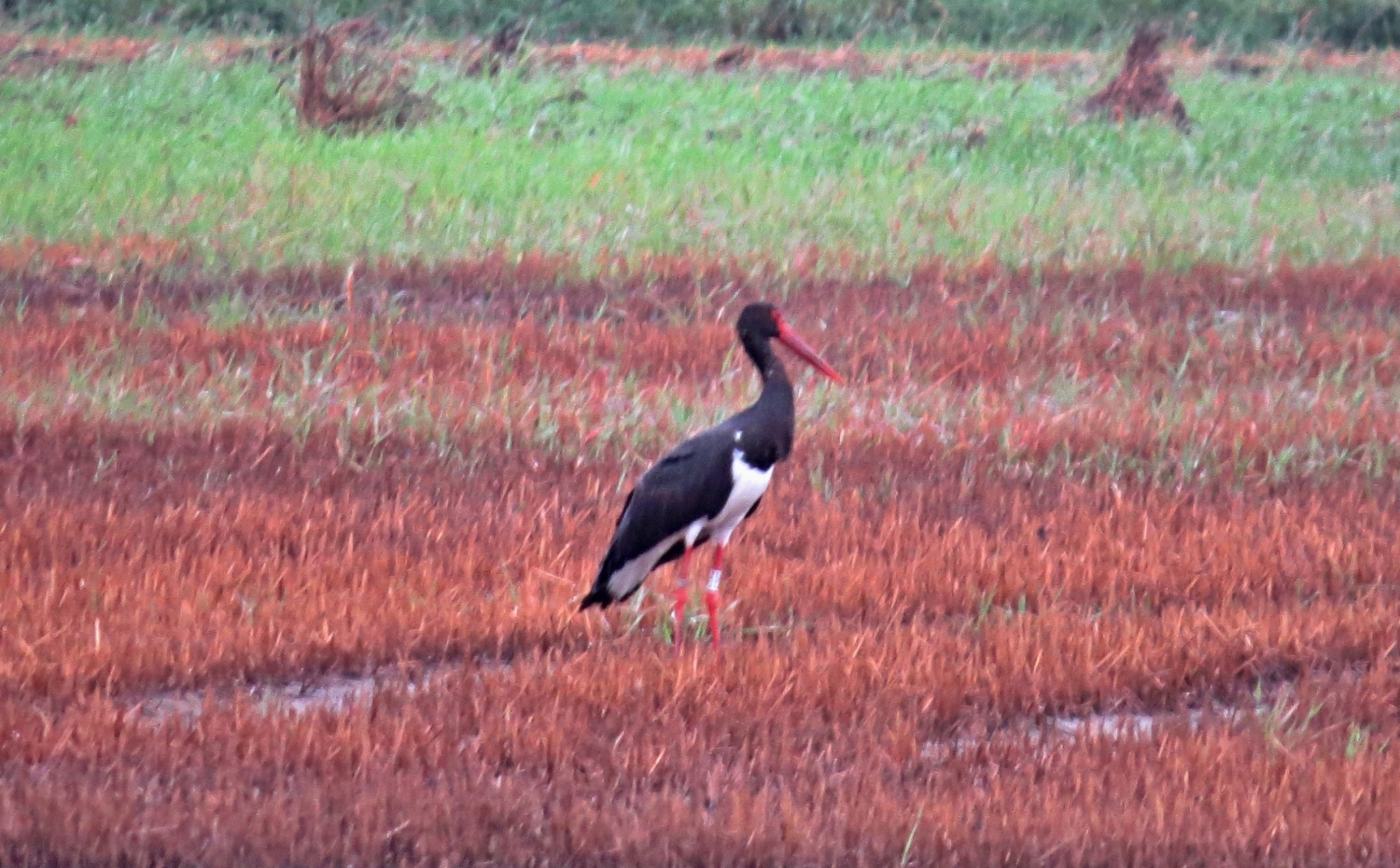 Kroužkovaný čáp černý (Ciconia nigra), foceno v dešti.