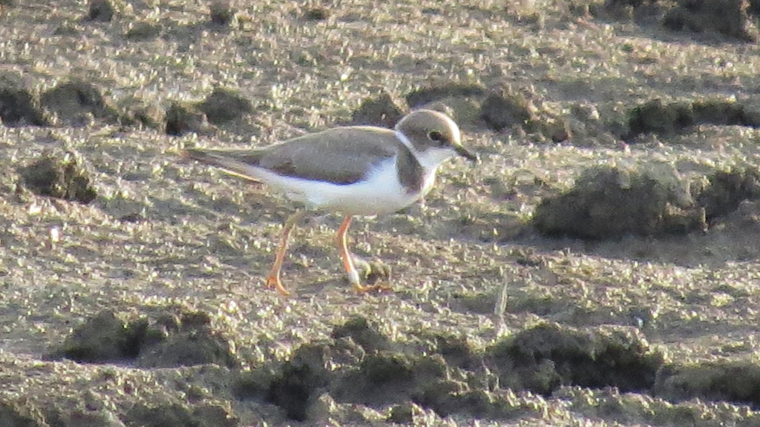 Kroužkovaný kulík říční (Charadrius dubius).