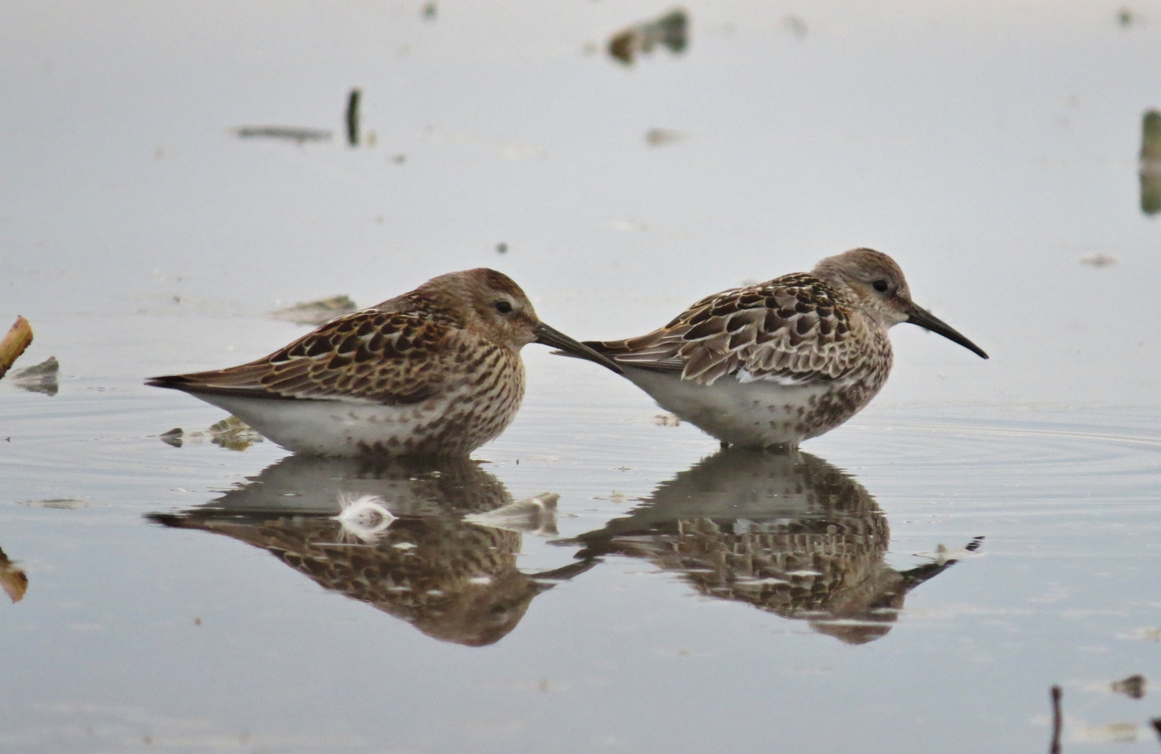 Krotcí jespáci obecní (Calidris alpina), kdybych mohl, byl bych tam s nimi déle.