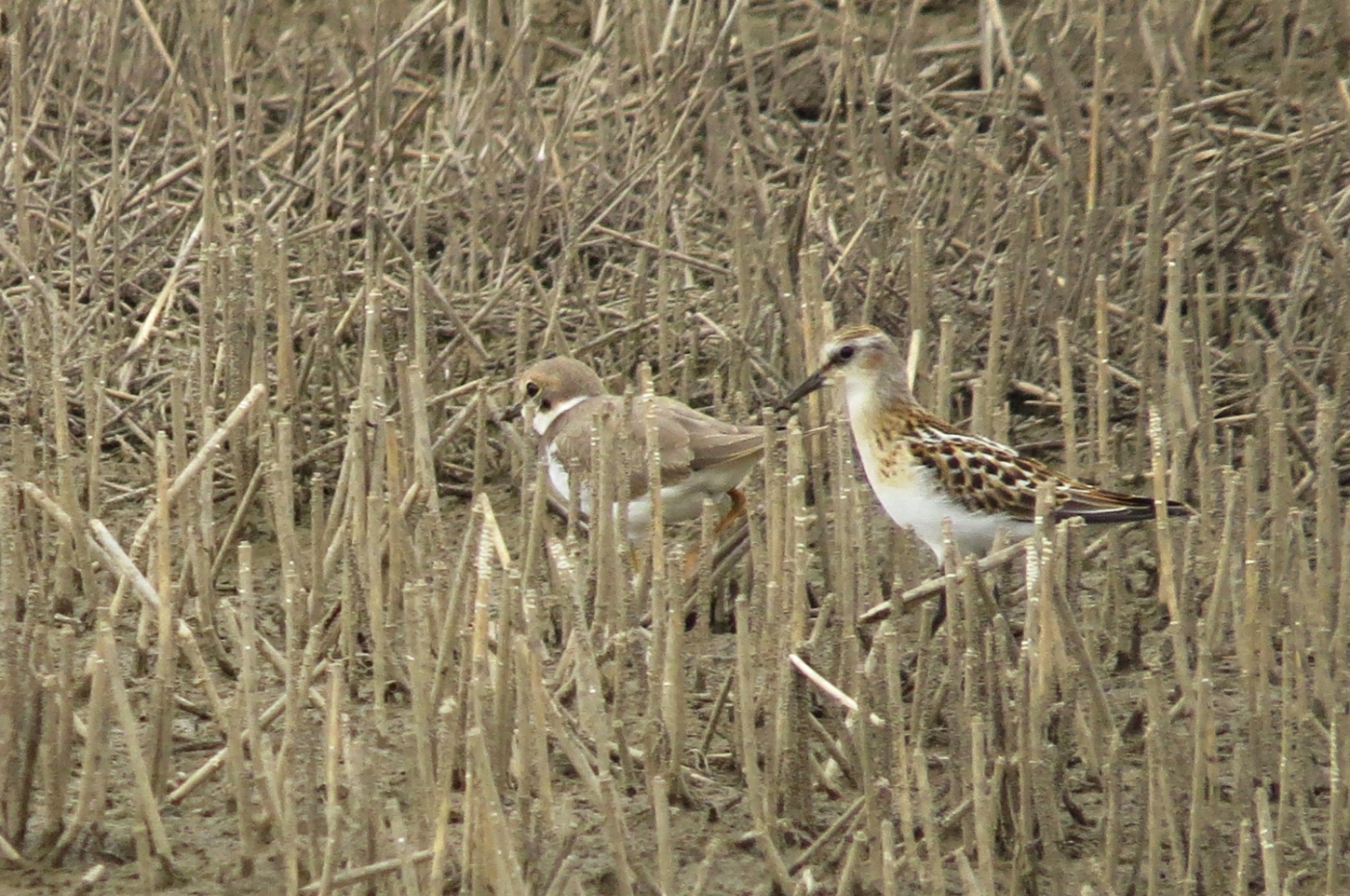 Jespák malý (Calidris minuta) spolu s mladým kulíkem.