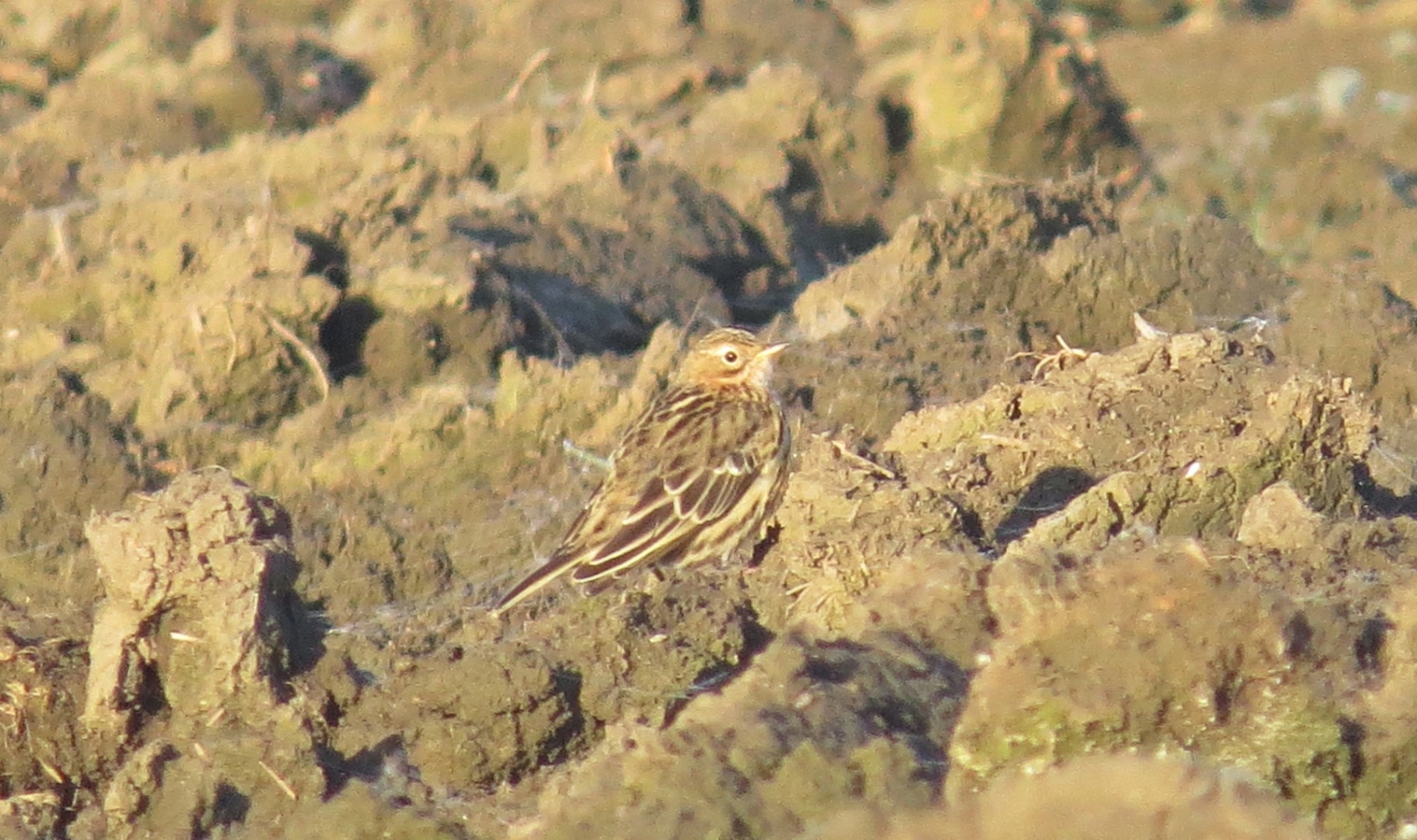 Lindušky rudokrké (Anthus cervinus), na nahrávku se dají snadno přivábit.