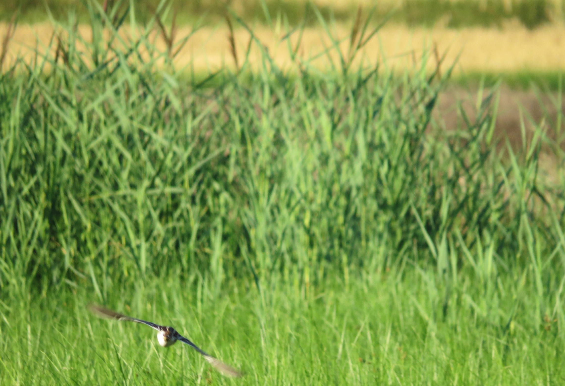  Vzlétající bekasina otavní (Gallinago gallinago) na kdysi zatopené louce.