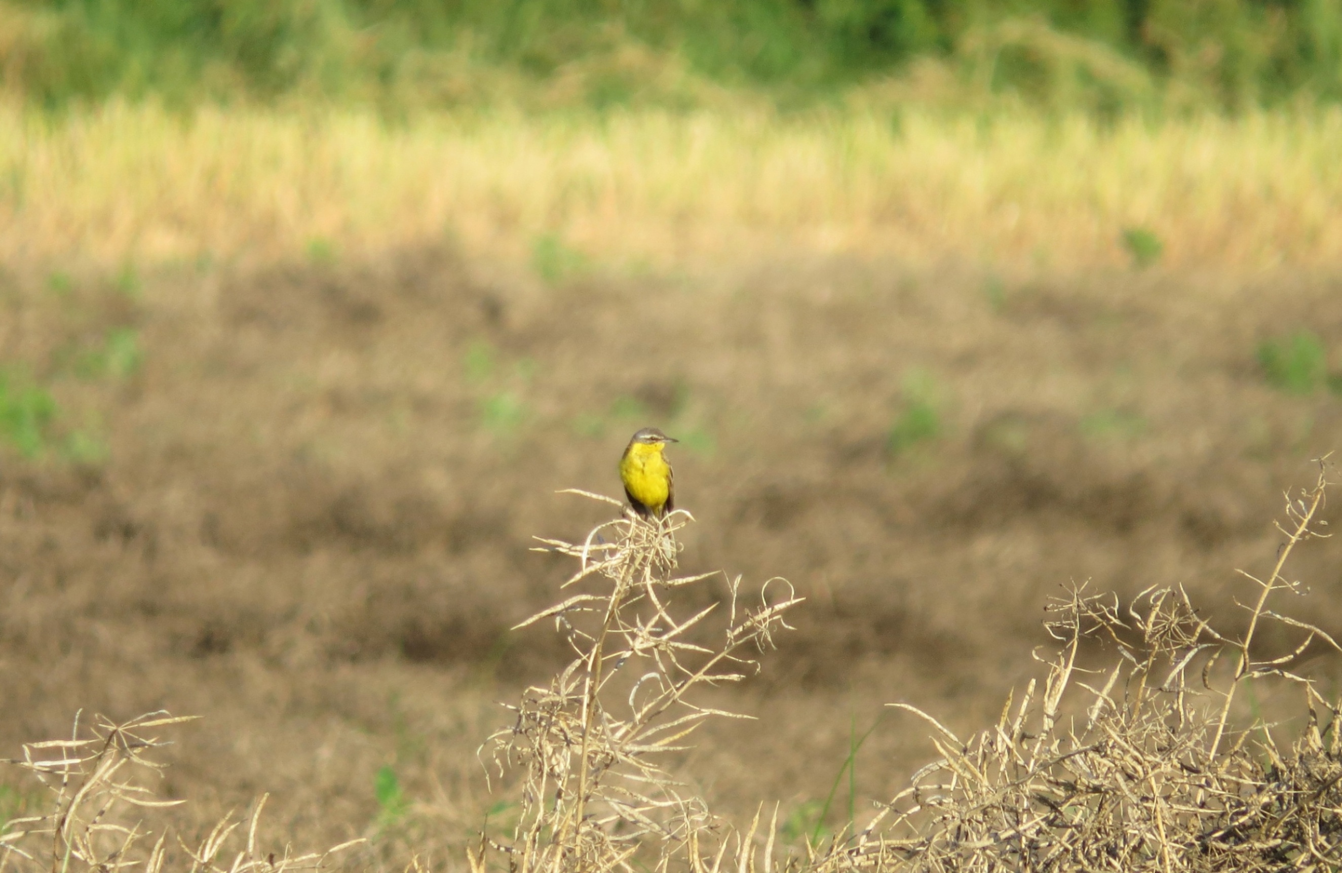 Konipasi luční (Motacilla flava) zde letos zřejmě i vyhnízdili.