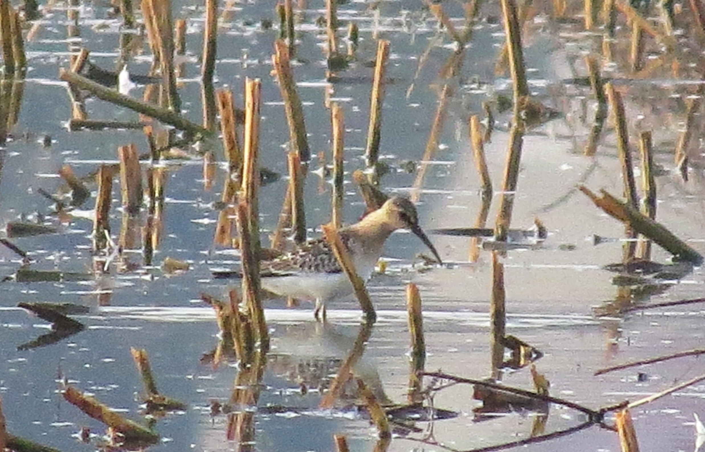 Jespák křivozobý (Calidris ferruginea), letošní pták.