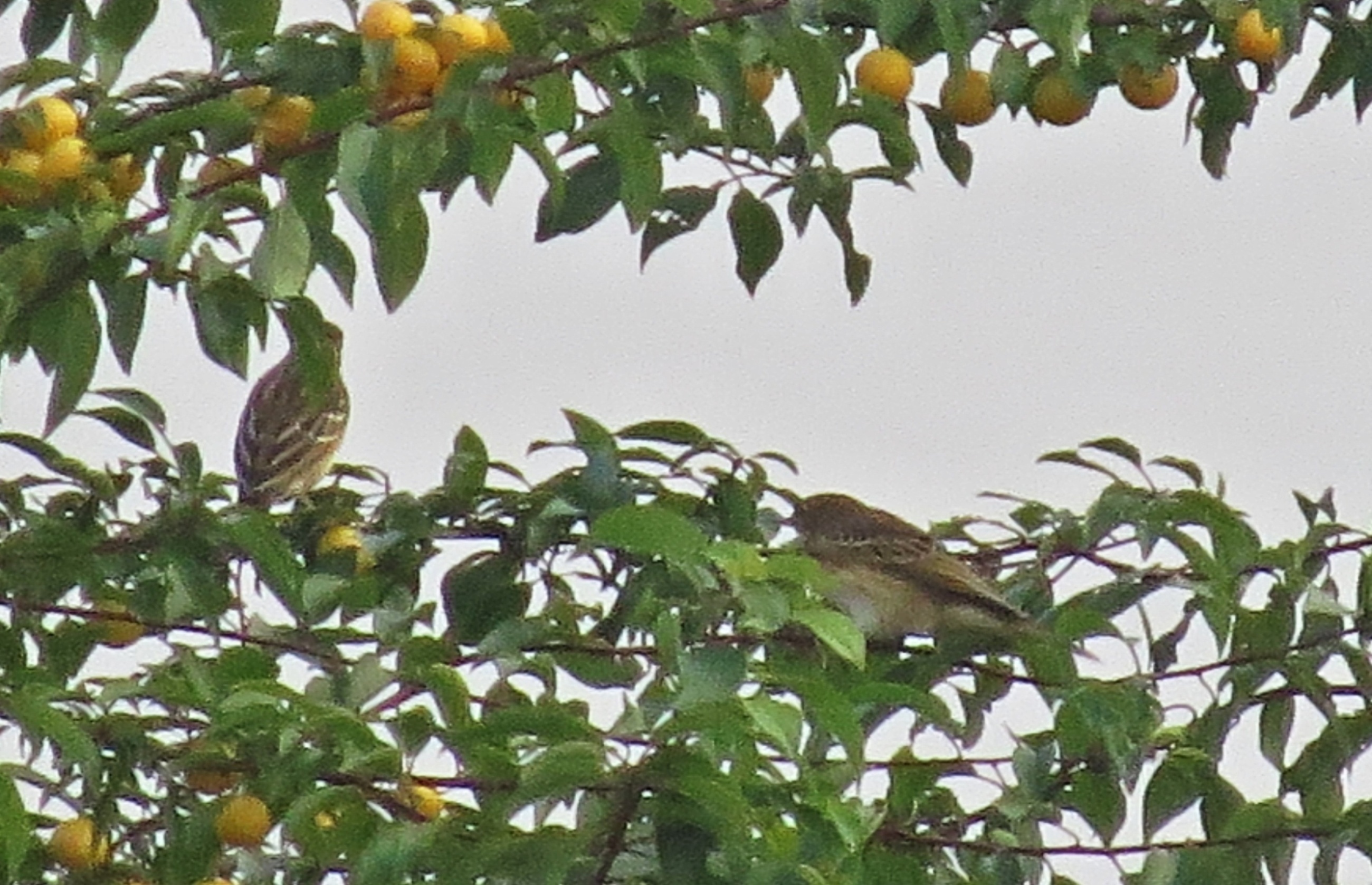 Lindušky lesní (Anthus trivialis) na trnce, skoro jako by se živily špendlíky.