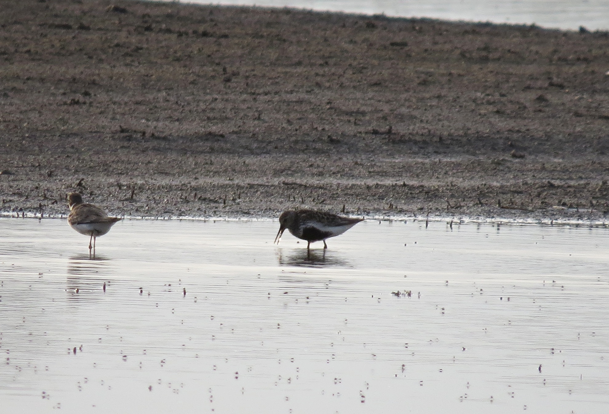 Jespák obecný (Calidris alpina) ve svatebním šatu, jen bohužel foceno proti slunci.