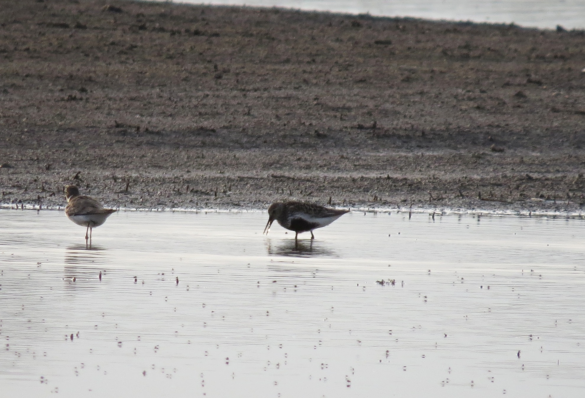 Jespák obecný (Calidris alpina) ve svatebním šatu, jen bohužel foceno proti slunci.