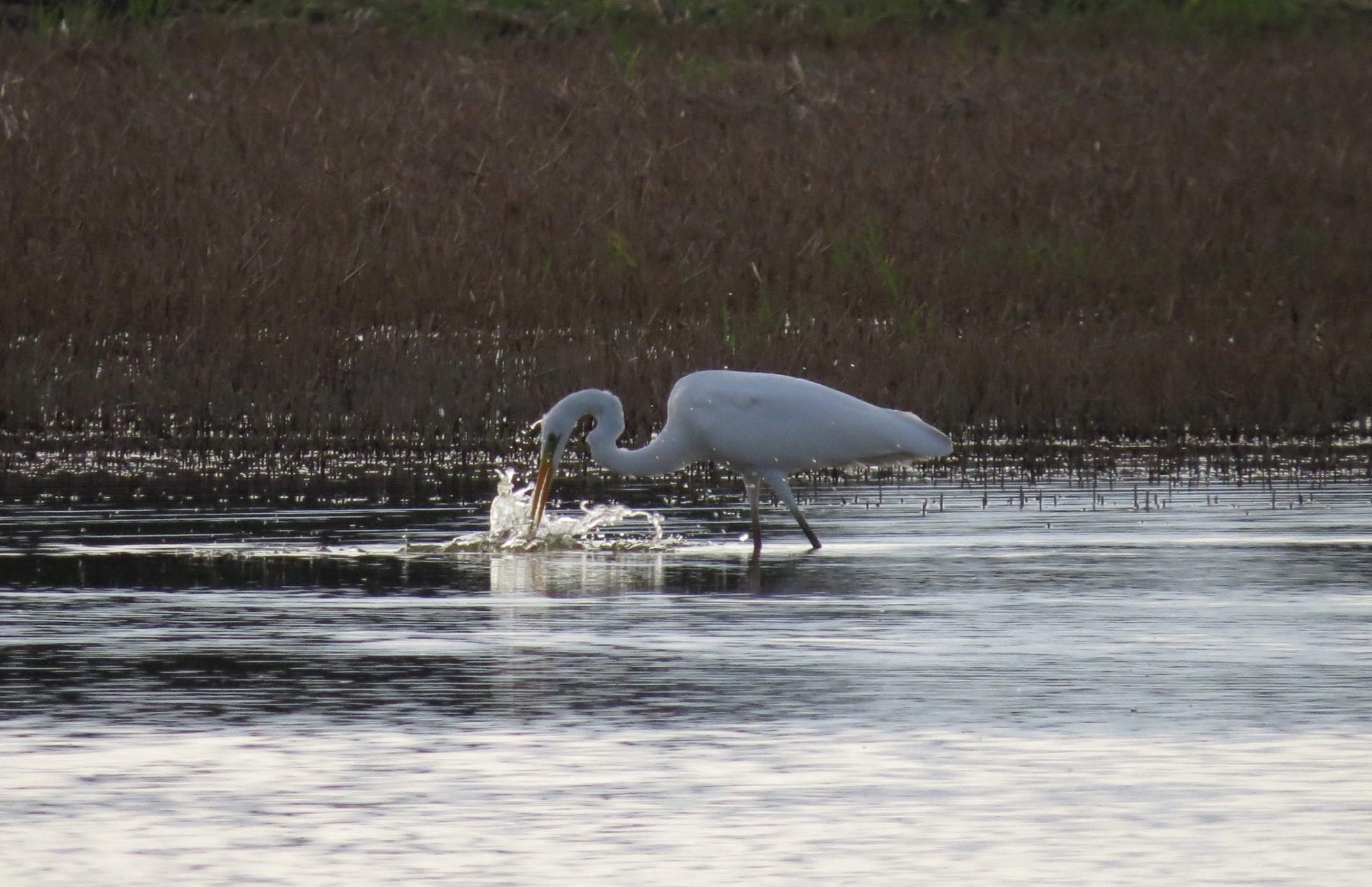 Volavka bílá (Egretta alba) při lovu.