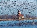 Mušov za závojem z hus