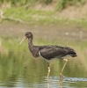 Ciconia nigra-juv