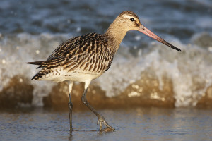 Limosa lapponica (2020-10-02, Mikoszewo, Poland)