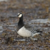 Branta leucopsis