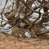 Lagopus lagopus (F.)