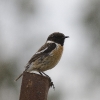 Saxicola torquatus-M