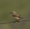 Saxicola rubetra-F