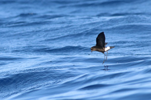 Buřňáček Wilsonův (Wilson's Storm Petrel)