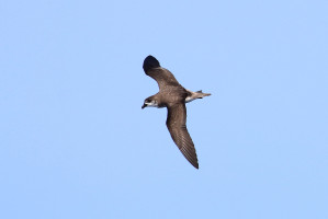 Buřňák desertský (Desertas Petrel)