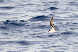 Buřňák madeirský (Zino's Petrel)