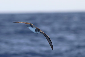 Buřňák madeirský (Zino's Petrel)